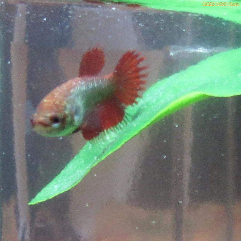 Aquarium Fish Beautiful - K1AE Dekorasi Tanaman Tangki Tempat Tersembunyi