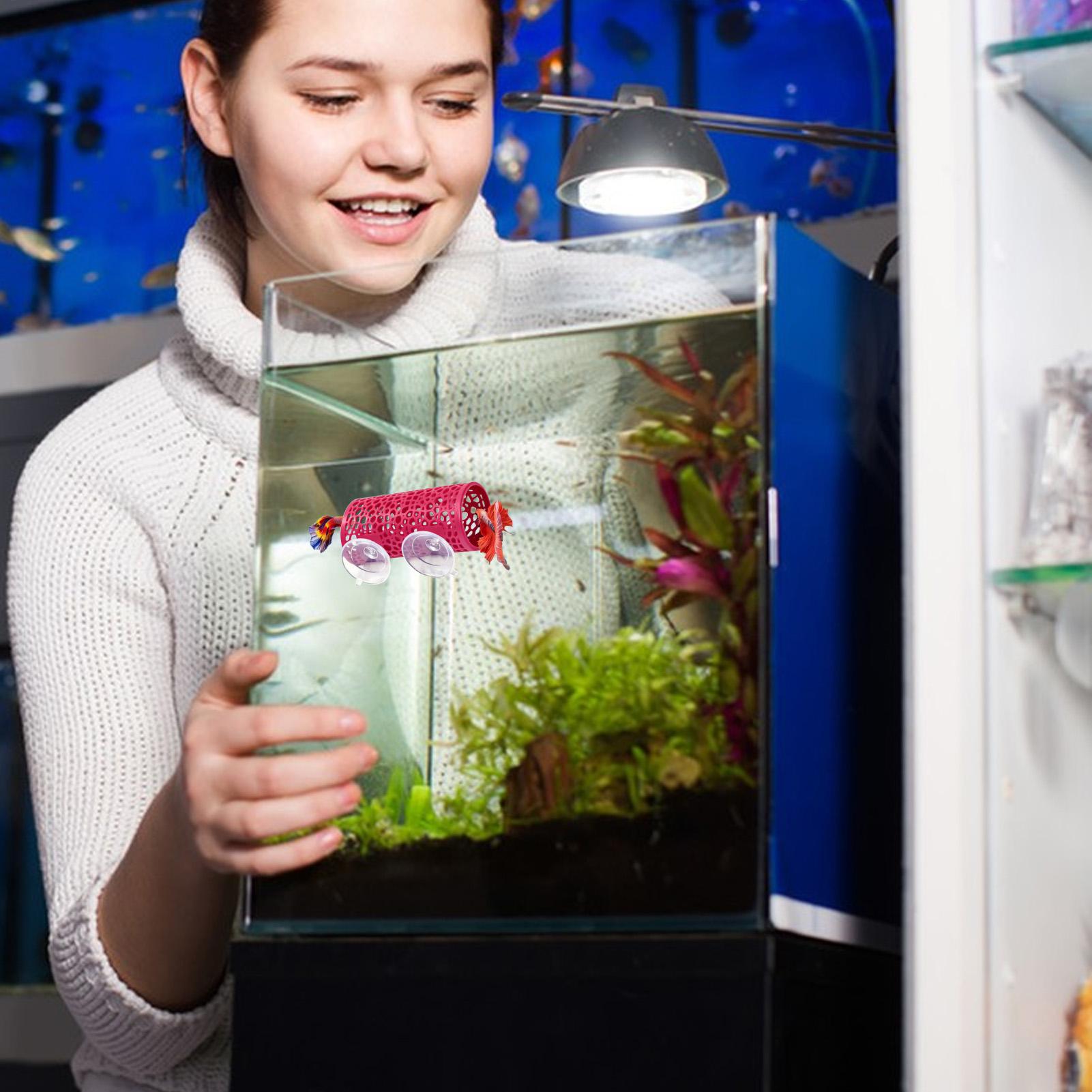 Tempat Persembunyian Ikan Bett - Aquarium Fish Betta ulasan dan harga
