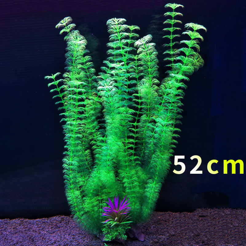Aksesori Akuarium Tanaman Air  - Aquarium Fish Beautiful ulasan dan harga