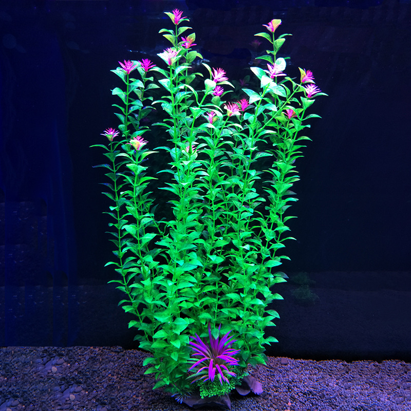 Aksesori Akuarium Tanaman Air  - Aquarium Fish Beautiful ulasan dan harga
