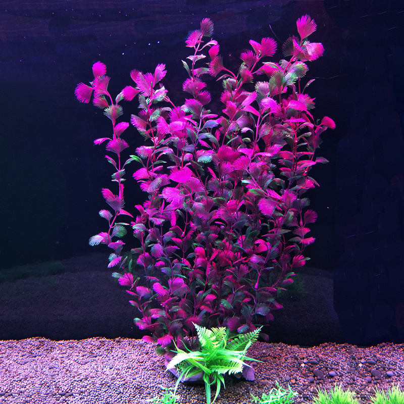 Aksesori Akuarium Tanaman Air  - Aquarium Fish Beautiful ulasan dan harga