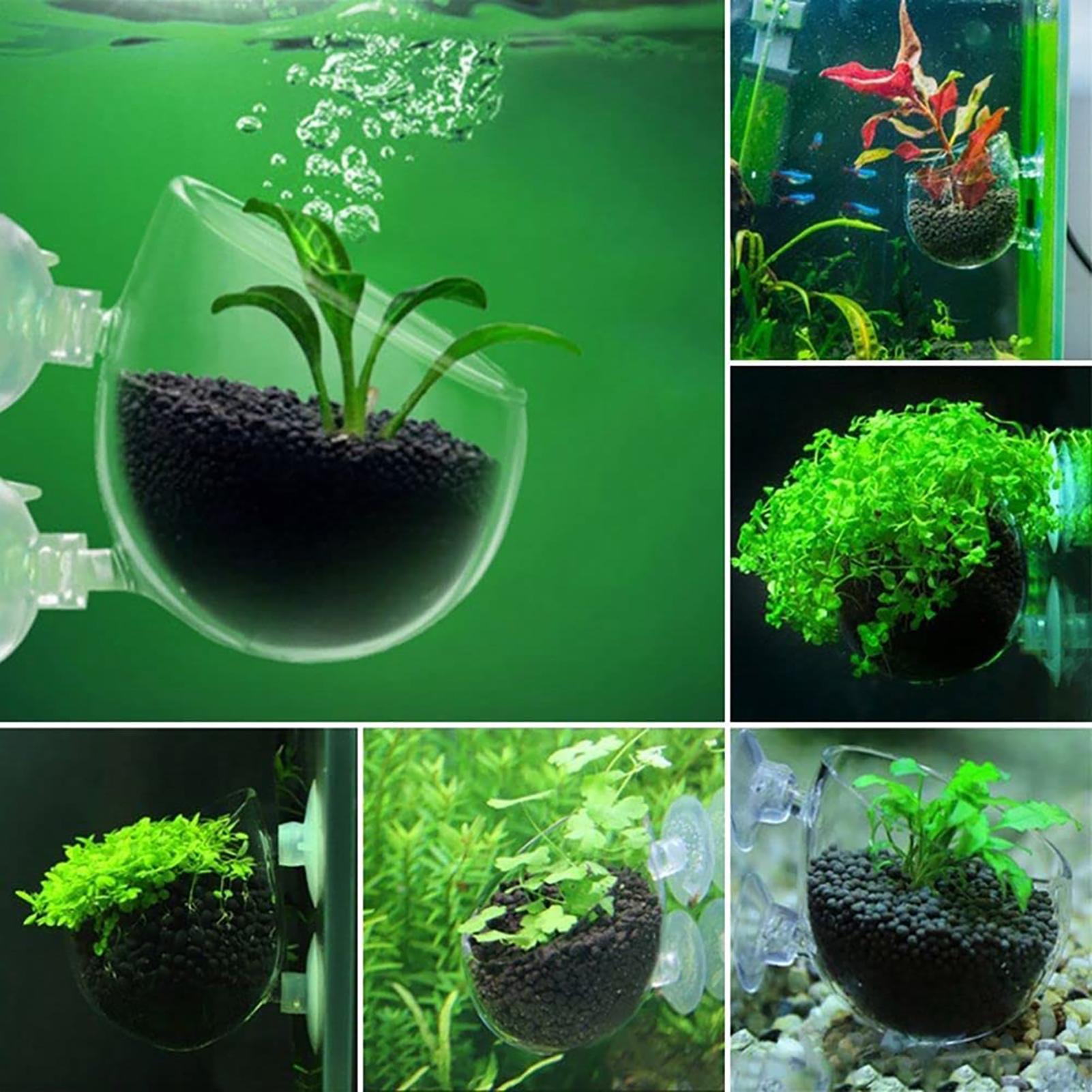 Pot Tanaman Hias Akuarium Akri - Aquarium Fish Beautiful ulasan dan harga