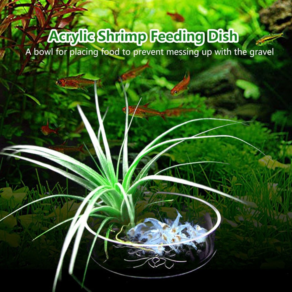 Tempat Makan Udang Akrilik Tra - Aquarium Fish Beautiful ulasan dan harga