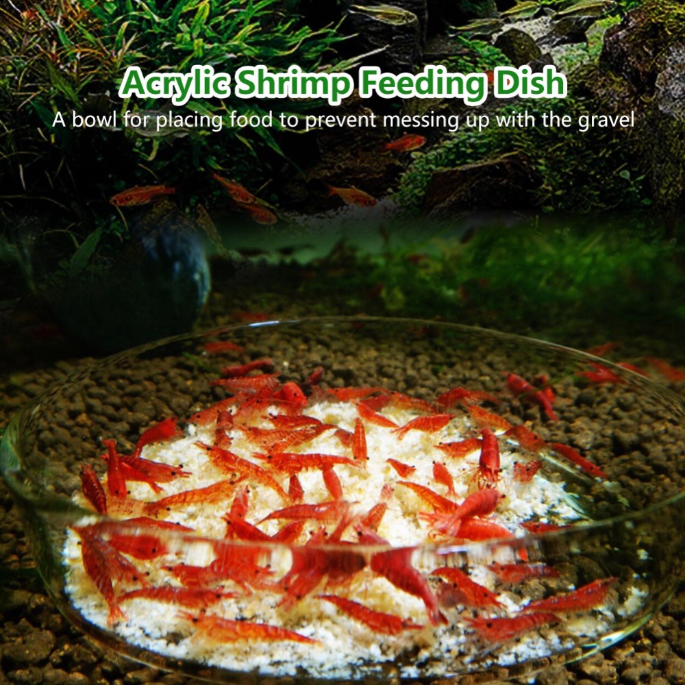 Tempat Makan Udang Akrilik Tra - Aquarium Fish Beautiful ulasan dan harga