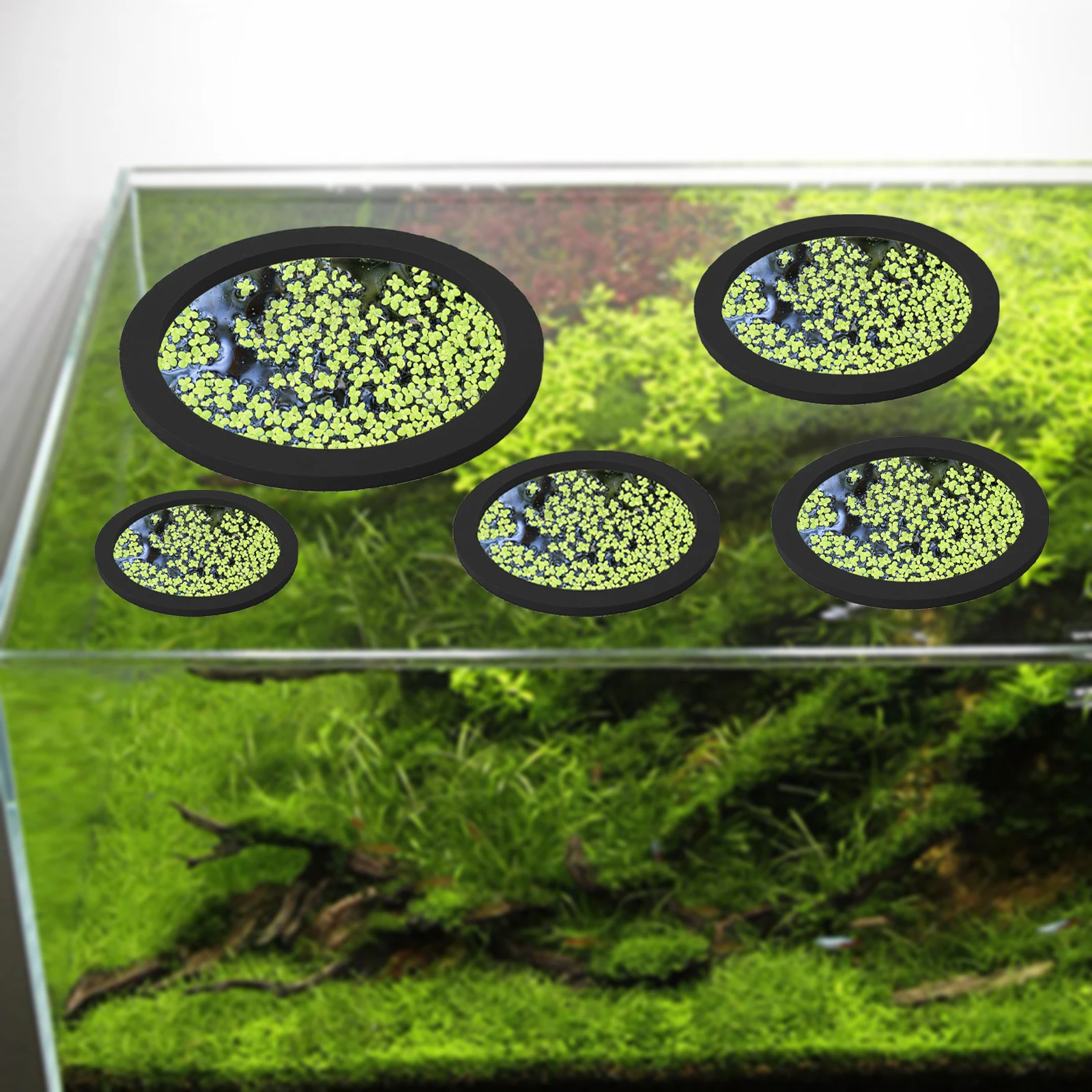 5 buah EVA cincin pemberi maka - Aquarium Fish Marine ulasan dan harga