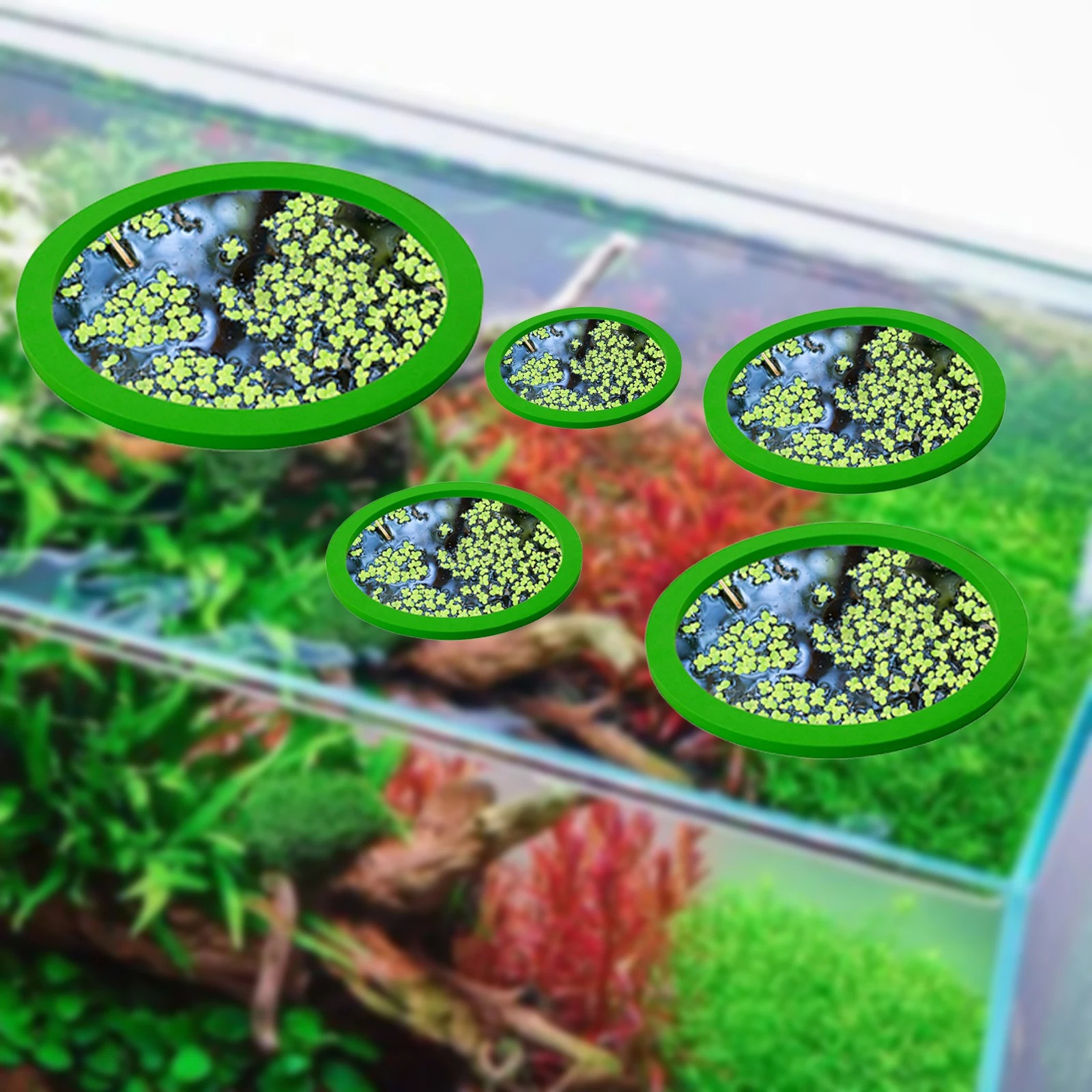 5 buah EVA cincin pemberi maka - Aquarium Fish Marine ulasan dan harga