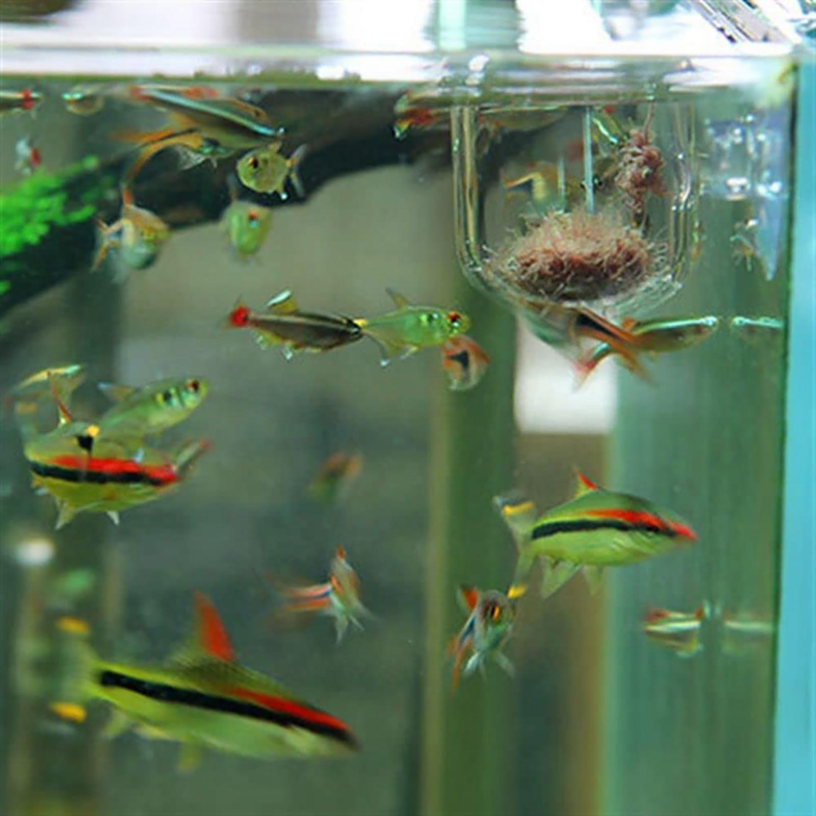 Penyangga Tanaman untuk Akuari - Aquarium Fish Beautiful ulasan dan harga