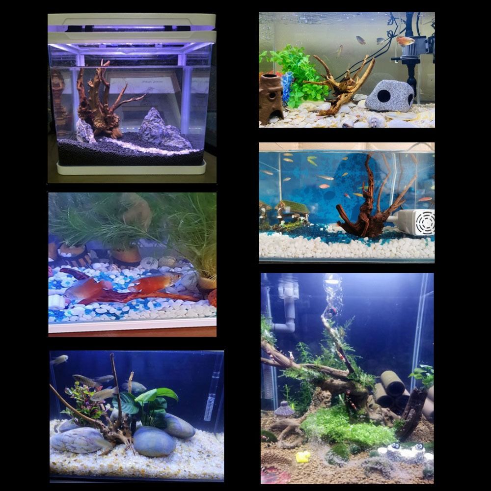 Akuarium Besar Driftwood alami - Xl Aquarium Fish ulasan dan harga