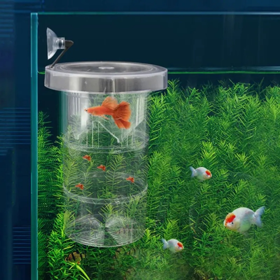 Kotak Isolasi Pembiakan Ikan A - Aquarium Fish Marine ulasan dan harga