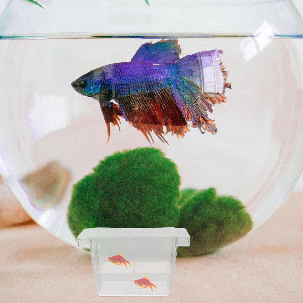 4 Buah Kotak Inkubator Ikan ya - Aquarium Fish Rate ulasan dan harga
