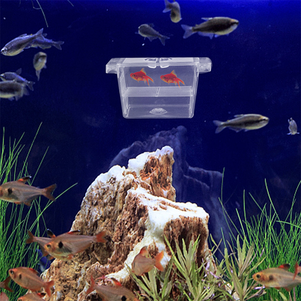 4 Buah Kotak Inkubator Ikan ya - Aquarium Fish Rate ulasan dan harga