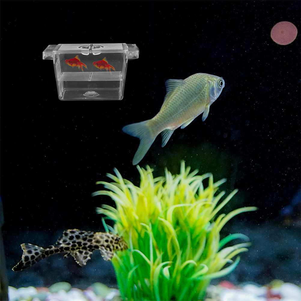 4 Buah Kotak Inkubator Ikan ya - Aquarium Fish Rate ulasan dan harga