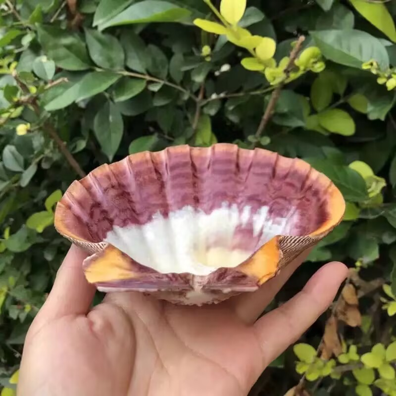 Irisan Kerang Ratu Alami Baru, - Aquarium Queen Fish ulasan dan harga