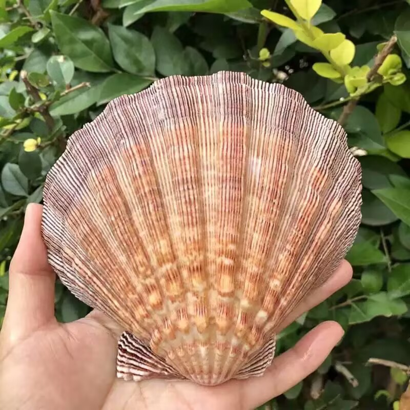Irisan Kerang Ratu Alami Baru, - Aquarium Queen Fish ulasan dan harga